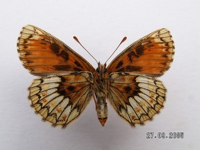 Melitaea aurelia rub 2