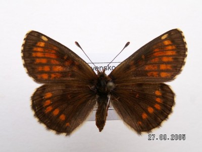 Melitaea aurelia lĂ­c 2