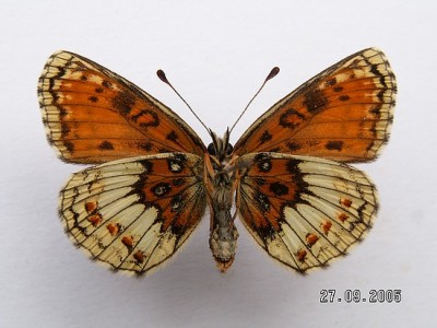 Melitaea aurelia rub 1