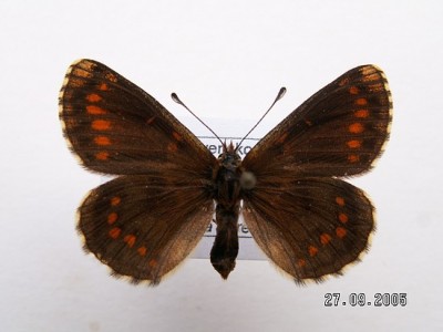 Melitaea aurelia lĂ­c 1