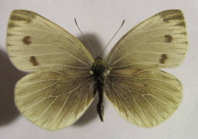 Pieris napi.jpg