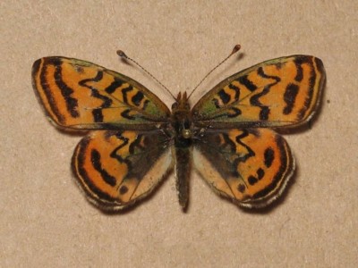 Boloria  euphrosyne aberracja.jpg