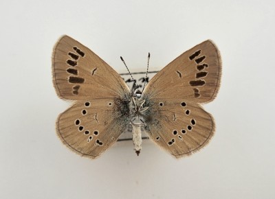 p.semiargus.jpg