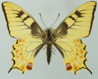 P. machaon gorganus - A. Cotton