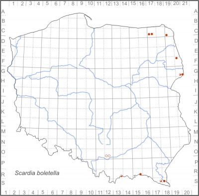 Scardia boletella.jpg