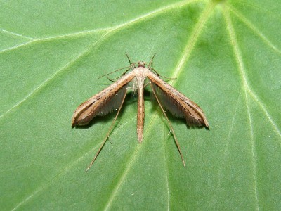Emmelina monodactyla motyl.jpg