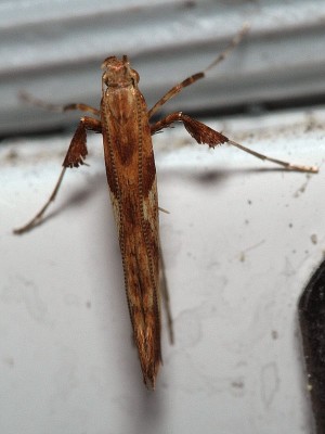 Caloptilia hemidactylella.jpg