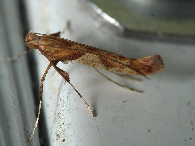 Caloptilia hemidactylella.jpg1.jpg