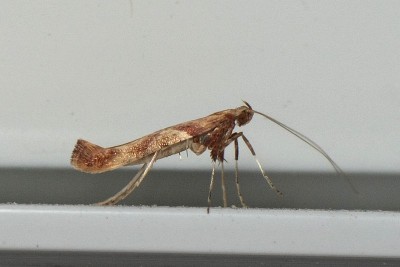 Caloptilia hemidactylella.jpg3.jpg