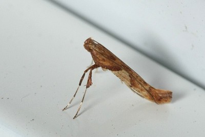 Caloptilia hemidactylella.jpg4.jpg