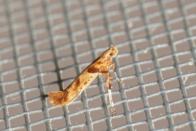 Caloptilia hemidactylella.jpg6.jpg