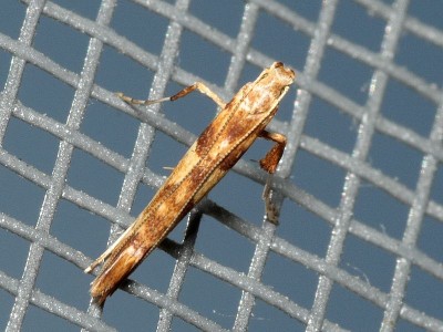 Caloptilia hemidactylella.jpg7.jpg