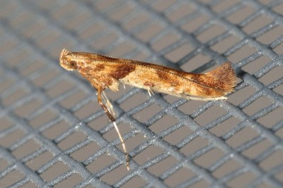 Caloptilia hemidactylella.jpg8.jpg