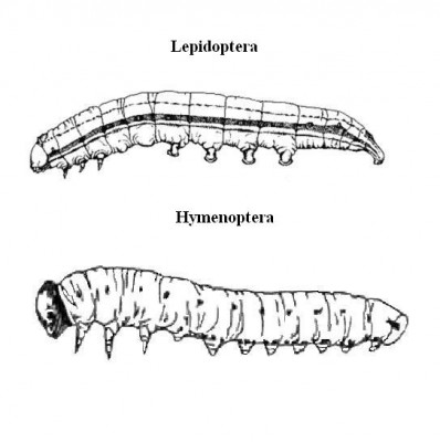 lep-hym.JPG