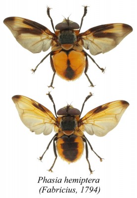 Phasia hemiptera.jpg