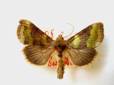 1.Diachrysia chrysitis.JPG