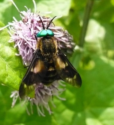 Chrysops caecutiens.JPG