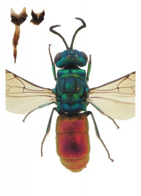 Chrysis sp..JPG