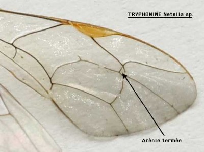 Tryphonine-Netelia-areole.jpg