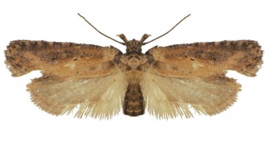 Agonopterix sp..JPG