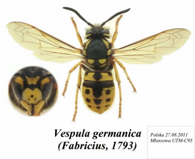 Vespula.JPG