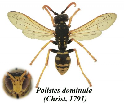 Polistes 2.JPG