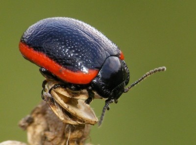 Chrysolina sanguinolenta 1.jpg