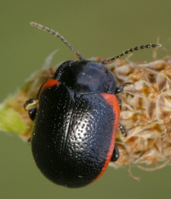 Chrysolina sanguinolenta 2.jpg