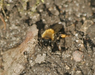 Halictus sp.-4.jpg