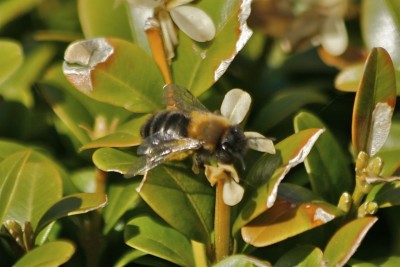 Halictus sp.-5.jpg