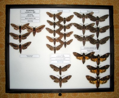 Gablota_europejskie Sphingidae_vol.3.jpg