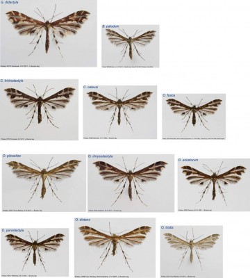 Motyle z rodzajów Geina, Capperia, Oxyptilus i Buckleria