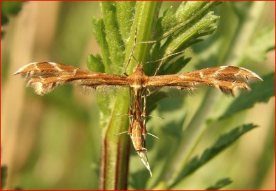 Oxyptilus pilosellae.JPG