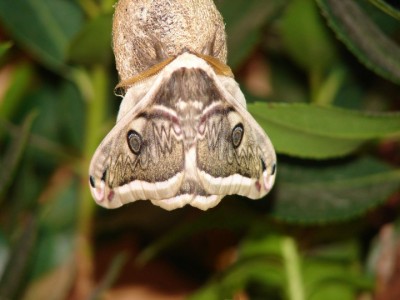 Saturnia pyretorum samiec.jpg