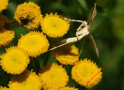 Gillmeria ochrodactyla samica.JPG