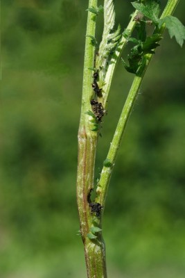 Gillmeria ochrodactyla żerowisko.JPG