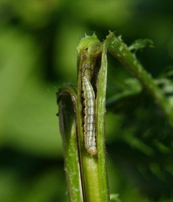 Gillmeria ochrodactyla gąsienica.JPG