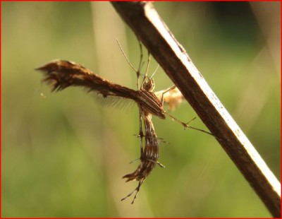 2011-06-13 Oxyptilus pilosellae.JPG