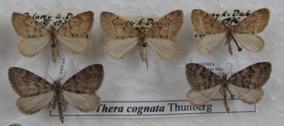 Thera cognata.jpg