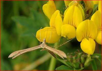 Stenoptilia pterodactyla żerujący na komonicy błotnej.JPG