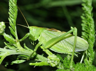 (46)2011_07__DSC1370.jpg