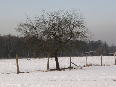 jabłoń z której pozyskałem materiał.JPG