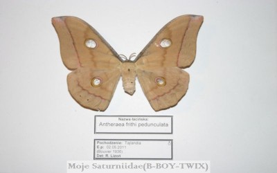 Antheraea frithi pedunculata(Samica-Kartka-).jpg