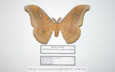 Antheraea frithi pedunculata(Samiec-Kartka).jpg