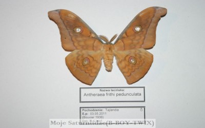 Antheraea frithi pedunculata(Samiec-Kartka-).jpg