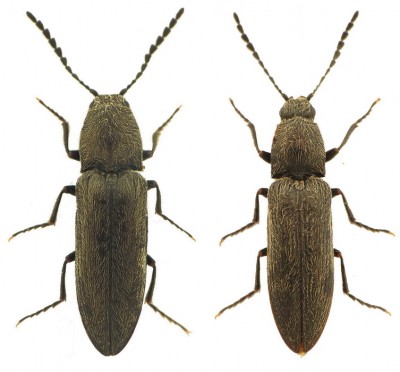 C.aeruginosus vs C.platiai