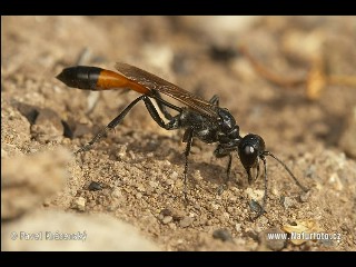 ammophila-sabulosa-1860Pmjt.jpg