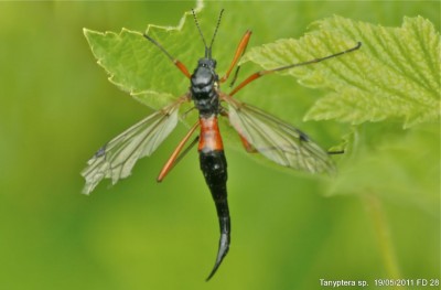 Tanyptera.jpg