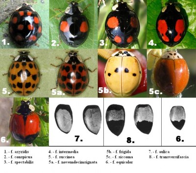 Harmonia axyridis - formy.JPG