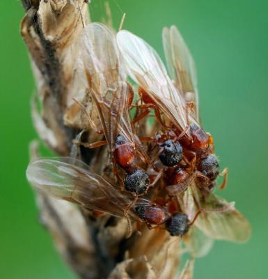 samce jakiejś mrówki. Myrmica?